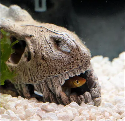 ... : animal de compagnie qui, par rapport au chat, présente l'avantage de moins s'acharner sur les rideaux du salon !