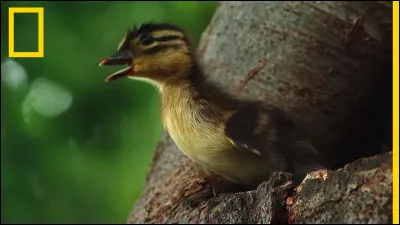 Par mesure d'économie, les répétitions du Lac des Cygnes par le ballet du Bolchoï se font désormais avec des ...