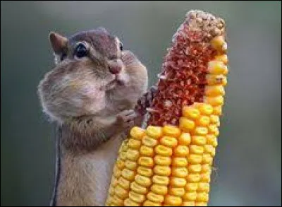 Qu'aimes-tu manger ?