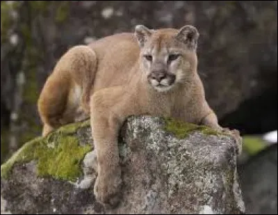 Quel est le nom de ce félin ?