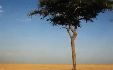 Quiz Savane