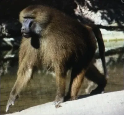 Y a-t-il des babouins dans la savane ?