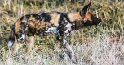 Le lycaon vit-il dans la savane ?