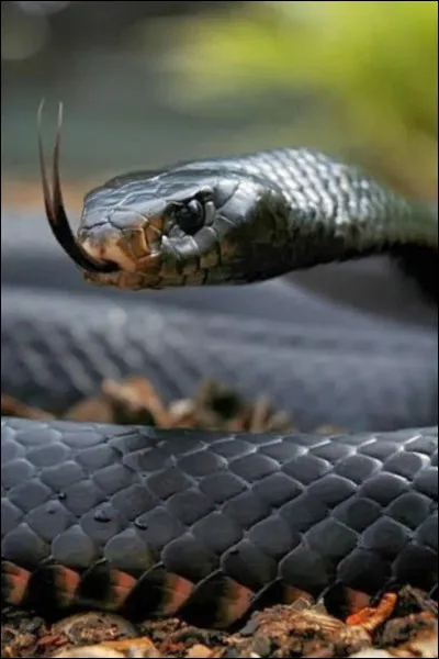 Le mamba noir est le serpent le plus mortel du monde