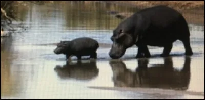 Les hippopotames peuvent rester sous l'eau durant...