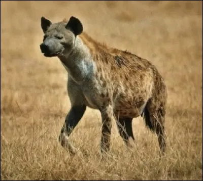Une hyène est...