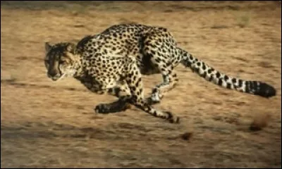 Quel est l'animal le plus rapide de la savane ?