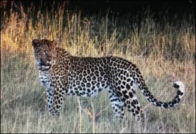 Le léopard peut-il monter aux arbres ?