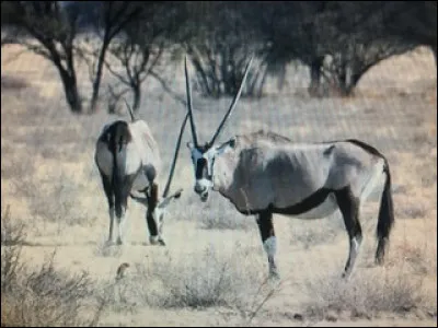 L'oryx vit-il dans la savane ?