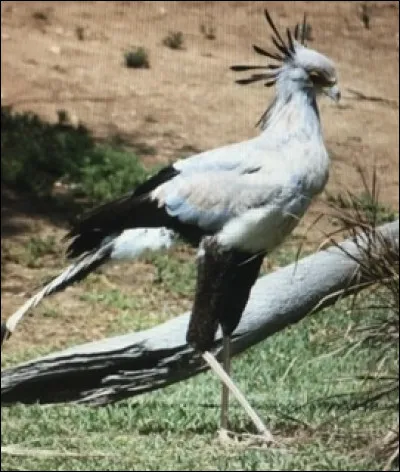 L'oiseau secrétaire est...