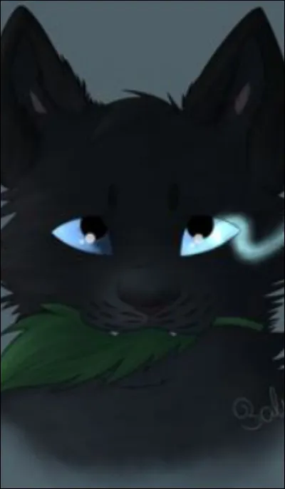 Un chaton meurt, tu...