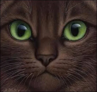 Étoile Bleue te fait lieutenant, que fais-tu ?