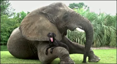 Je n'... jamais, j'aimerai ... : promesses aussi folles l'une que l'autre !