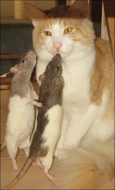 En amour, on ne doit ... de rien !