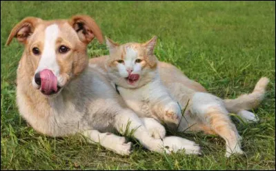 L'amour ne peut longtemps se ... ou se ... !