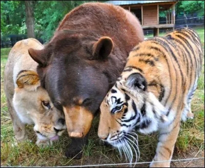 Le véritable amour ne connaît ni la ... ni le ... !