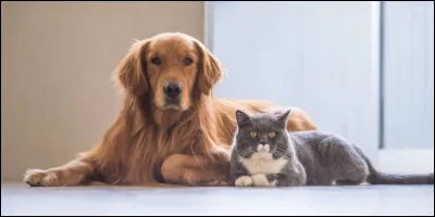 Choisis : chat ou chien ?