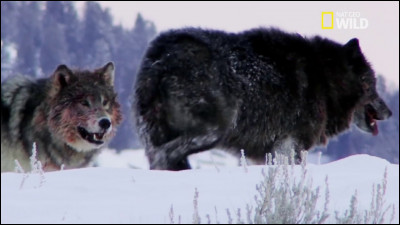 Serais-tu prêt à mourir pour une personne que tu aimes ?