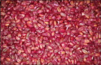 De quel poison, la ''Mort-aux-rats'' était-elle composée ?