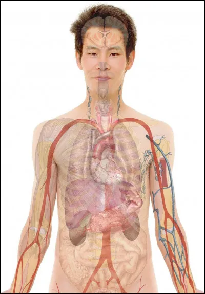 Où dans le corps humain se trouvent le marteau, l'enclume et l'étrier ?