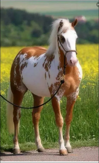 Quelle est cette race de cheval ?