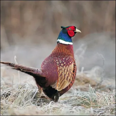 Le faisan est le symbole :