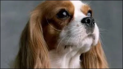 À quelle heure t'occupes-tu de ton animal ?