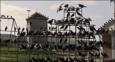 Par quel mot désigne-t-on la phobie des oiseaux ?