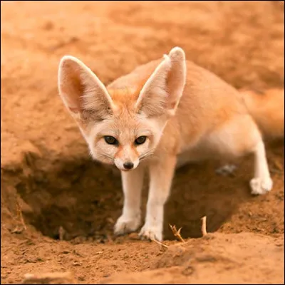 Quel est cet animal ?