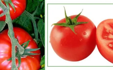 Quiz Fruits