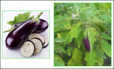 Comment s'appelle ce fruit ?