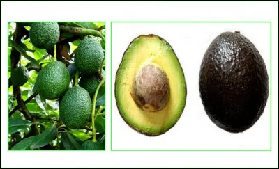 Comment s'appelle ce fruit ?