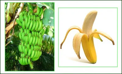 Comment s'appelle ce fruit ?