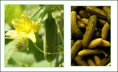 Comment s'appelle ce fruit ?