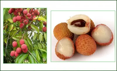 Comment s'appelle ce fruit ?