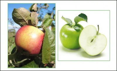 Comment s'appelle ce fruit ?