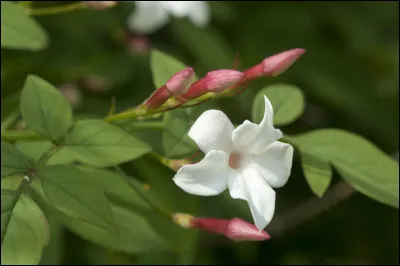 La fleur que nous apercevons ici se nomme Jasmin.