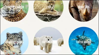 Quelle espèce est en voie de disparition à travers le monde ?