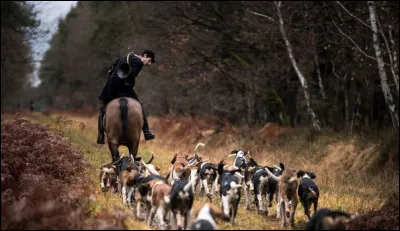 Quel animal peut-on chasser au cours de la chasse à courre en France ?