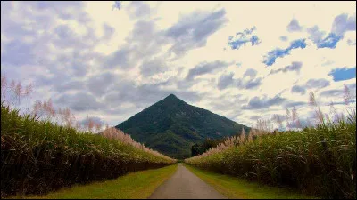 La pyramide à terrasses de Gympie (Australie) ne fait que 30 m, mais au niveau des conjectures, ça vole beaucoup plus haut ! (Choisissez la bonne !)