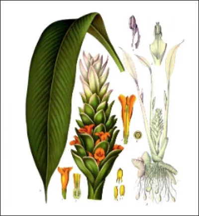 Quelle est cette plante herbacée dont on extrait du rhizome une épice utilisée dans la cuisine indienne en particulier dans le curry ?