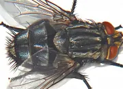 Quiz Les insectes
