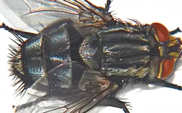 Quiz Insectes
