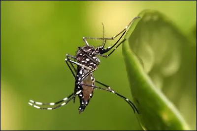 Comment s'appelle cet insecte ?