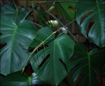 Comment s'appelle cet insecte ?