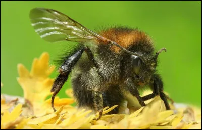 Comment s'appelle cet insecte ?