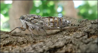 Comment s'appelle cet insecte ?