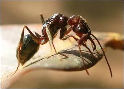 Comment s'appelle cet insecte ?