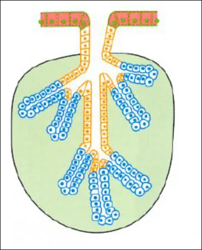 Quelle est cette glande ? Est-ce une glande simple ou une glande composée ?