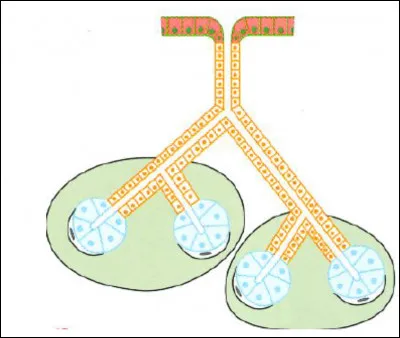 Quelle est cette glande ? Est-ce une glande simple ou composée ?